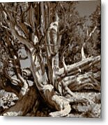 Ancient Bristlecone Pine Tree, Composition 5 Sepia Tone, Inyo National Forest, California Metal Print