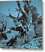 Ancient Bristlecone Pine Tree, Composition 7 Duo Tone Cyanotype, Inyo National Forest, California Metal Print