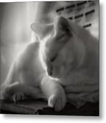 And The Sun Still Shines On My Cat Metal Print