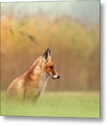 And Then I See A Darkness - Red Fox In The Rain Metal Print