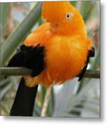 Andean Cock Of The Rock Metal Print
