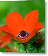 Anemone Coronaria Metal Print