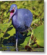 Angry Little Blue Heron - Egretta Caerulea Metal Print