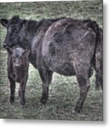 Angus We Have Heard On High Metal Print