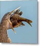 Anhinga And Sunfish Metal Print