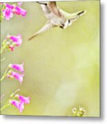 Anna's And Penstemon Metal Print