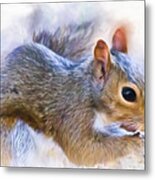 Another Peanut Please - Squirrel - Nature Metal Print