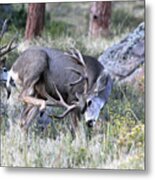 Antler Scratch Metal Print