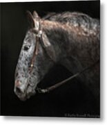 Appaloosa Metal Print