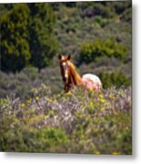 Appaloosa Mustang Horse Metal Print