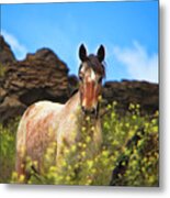 Appaloosa Mustang In The Wild. Metal Print