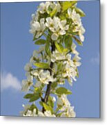 Apple Blossom In Spring Metal Print