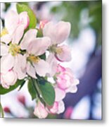 Apple Blossom Print Metal Print