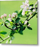 Apple Blossoms Metal Print