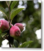 Apple Trio Metal Print