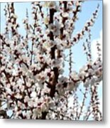 April Apricot Blossoms Metal Print