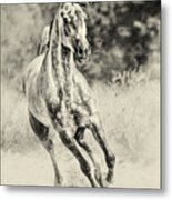 Arabian Horse Running On Sunny Meadow Metal Print