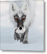 Arctic Fox And Snow Goose Egg Metal Print