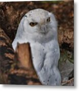 Arctic Snow Owl Metal Print
