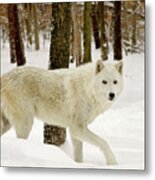 Arctic Wolf On The Move Metal Print