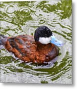 Argentine Ruddy Duck Metal Print