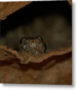 Arizona Diamondback Rattlesnake Metal Print