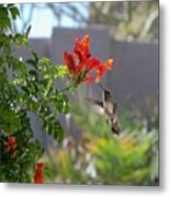 Arizona Hummingbird Metal Print