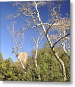 Arizona Sycamore Metal Print