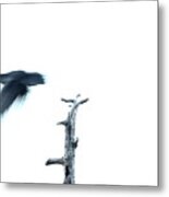 As The Crow Flies Metal Print