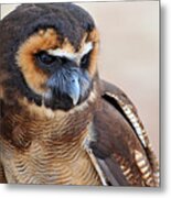 Asian Brown Wood Owl Metal Print