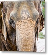 Asian Elephant Metal Print