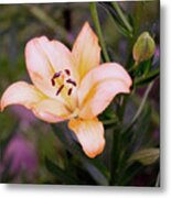 Asiatic Lilly Metal Print