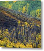 Aspen Of The West Elks Metal Print