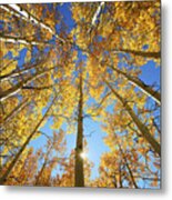Aspen Tree Canopy 2 Metal Print