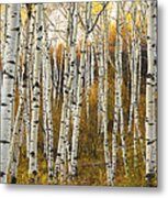 Aspen Tree Grove Metal Print