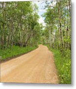 Dirt Road With Aspen Trees Metal Print