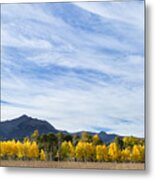 Aspens In A Row Metal Print