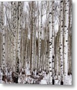 Aspens In Winter - Colorado Metal Print