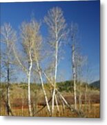 Aspens Rule Metal Print