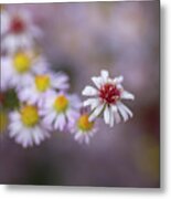 Aster Metal Print