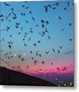 At Dusk The Round Rock Bats Fly Out From The I-35 Bridge At Mcne Metal Print