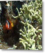 At Home On The Reef Metal Print