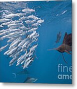 Atlantic Sailfish And Sardines Metal Print