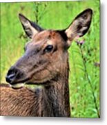 Attentive Yearling Metal Print