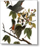 Audubon: Catbird, (1827-38) Metal Print