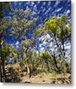 Australian Bushland Metal Print