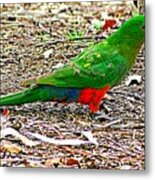 Australian King Parrot Metal Print