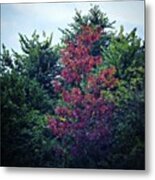 Autumn Arriving, England Metal Print