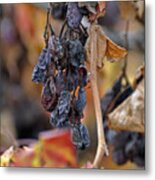 Autumn At Lachish Vineyards 4 Metal Print