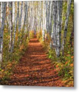 Autumn Birch Path Metal Print